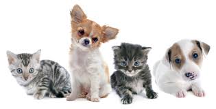 Despite what you might have heard about cats enjoying a bowl of milk or cream, the fact is that cats much like puppies, kittens are very smart and have the capacity to learn a lot — their independent nature. Spring Is Here But So Is Puppy And Kitten Season Humane Society Of Dallas County