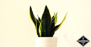 Plant nature bloom flower flora green blossom snake viburnum opulus. How To Grow Snake Plant Gardening Channel