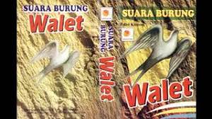 Persaingan suara premium atau download suara walet super kian diminati. Unknown Artist Suara Burung Walet Mp3 Download