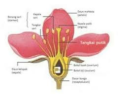 Check spelling or type a new query. Terpopuler 30 Gambar Bunga Sepatu Dan Penyerbukannya Galeri Bunga Hd