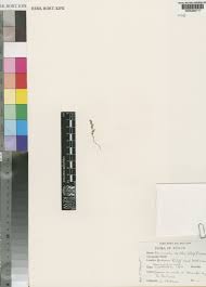 Image result for Microcoelia corallina