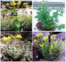 Image result for Acacia pilispina