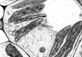 Maybe you would like to learn more about one of these? Https Pmt Physicsandmathstutor Com Download Biology A Level Past Papers Cie Paper 1 November 202019 20 V3 20qp 20 20paper 201 20cie 20biology 20a Level Pdf
