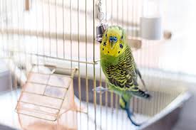 Exotic pets have special needs in the hospital. Avian And Exotic Husbandry Coats Veterinary Hospital