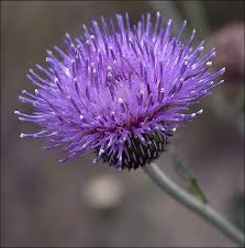 Texas Thistle Wild Texas Your Photos Gallery Beautiful Flowers Purple Flowers Amazing Flowers