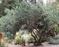 Image result for Colletia
