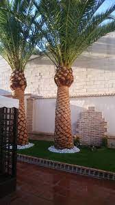Pin On Palms Cycads
