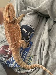 So after 20 years of wanting a bearded dragon i finally got my first one on june 22, 2021! Testimonials Atomic Lizard Ranch