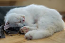 Although tens of thousands of people were enrolled, the. The Healing Power Of Your Cat S Purr By Feliway Chilled Cat Medium