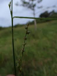 Image result for Scleria foliosa