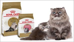 Makanan yang tepat sangat penting untuk menunjang kesehatan kucing anda. Makanan Kucing Persia Untuk Melebatkan Bulu Makanan Kucing