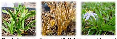 Image result for Xerophyta humilis