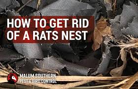 Using rat poison to kill vermin infestations is a prudent and effective way of controlling rat populations around your property. How To Get Rid Of A Rats Nest Malum Southern Pest Control