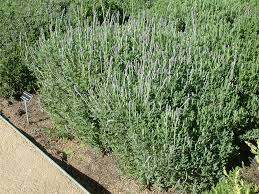 Image result for Lavandula dentata