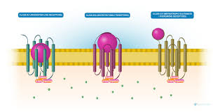 The progress of the reaction can be. Reactome Gpcr Ligand Binding