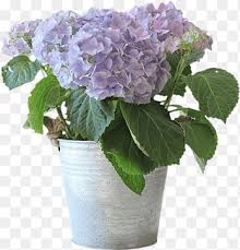 Lavender roses even mean love at first sight. Flower Delivery Floristry Flowerpot Hydrangea Flower Purple Vase Png Pngegg