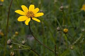 Image result for Baissea viridiflora