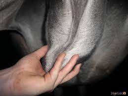 This farm animal has very nice cock and big balls
