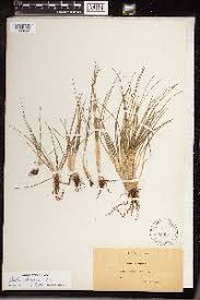 Image result for Isoetes schweinfurthii