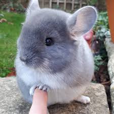 Yes chinchillas are great pets!! Are Chinchillas Good Pets Reddit 2020 Pets News And Review