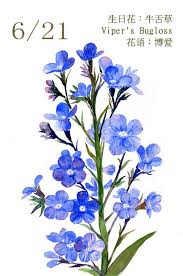 每日一花6 21生日花 牛舌 haru hello watercolor plants creative art watercolor cards
