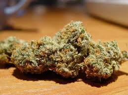 Santa Maria Marijuana Strain Information & Reviews