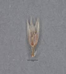 Image result for Polycarpaea corymbosa