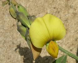Image result for Crotalaria quartiniana