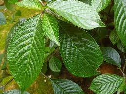 We did not find results for: Herbal Restu Nayantaka Posts Facebook