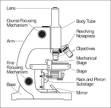 Optical parts (a) mechanical parts of a compound microscope. Compound Microscope Clipart Idea Wikiclipart