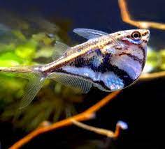 Freshwater Hatchetfish Freshwater Aquarium Tropical Fish Aquarium Fresh Water Fish Tank