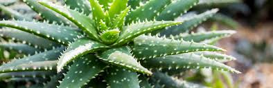 Jul 28, 2009 · the plants are suitable for indoor growth, as long as they are kept in the sunlight. Aloe Vera Plant Care Maintenance Love The Garden