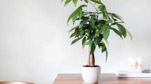 The money plant needs deep watering once every week or so, depending on the temperature and weather. Money Tree Plant Care Growing Guide