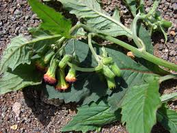 Image result for Crassocephalum