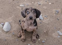 Cleopatra Shooting Star Catahoulas Catahoula Leopard Dog Leopard Dog Puppy Pictures