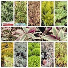 10 best large evergreen shrubs of july 2021. Wilkinsons Landscape Sur Twitter Here S A Selection Of The Numerous Hebes We Have Available In Our Plant Centre Including Golden Nugget Green Globe Heartbreaker Pink Lady Beautiful Evergreen Shrubs With