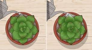 After that point you can begin to water more heavily because there is no chance of the cutting being damaged due to today i will show you how to propagate your christmas cactus!! How To Prune A Christmas Cactus In 2021 How To Water Succulents Christmas Plants Christmas Cactus