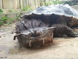 Los Animales Mas Extranos Megapost Freshwater Turtles Weird Animals Reptiles And Amphibians