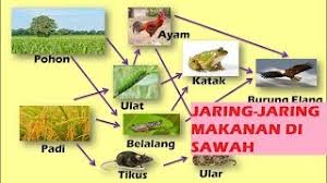 Contoh rantai makanan di hutan; Jaring Jaring Makanan Di Sawah Youtube