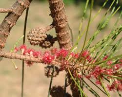 Image result for Casuarina junghuhniana