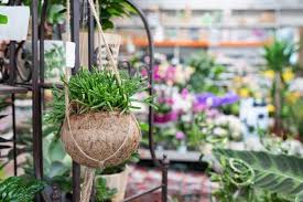 Unlike many cacti, rhipsalis cereuscula does not thrive in direct. 16 Rhipsalis Types Care And Propagation Succulent Alley