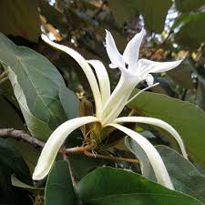 Image result for Pterospermum acerifolium