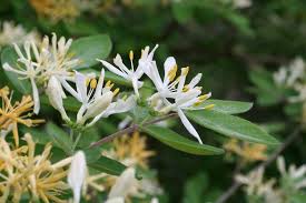 Some of the most reviewed products in bushes are the proven winners 1 gal. Families Caprifoliaceae Ohio Plants