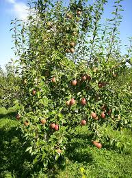 How To Plant Grow Prune And Harvest Pears