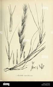 Image result for Aristida pilgeri