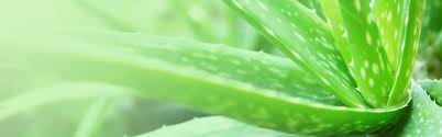 The best known variety of aloe is aloe vera (aloe barbadensis), but other aloe plants work well as specimen plants or houseplants. Aloe Vera Houseplant Care Growing Tips Horticulture Co Uk