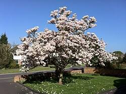 Image result for magnolia soulangeana