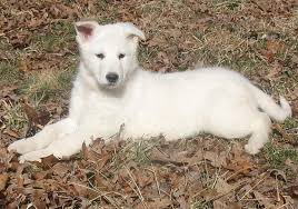 White german shepherd puppies virginia. White German Shepherd Puppy 10 Weeks Old Gunther White German Shepherds White German Shepherd White German Shepherd Puppies German Shepherd Puppies