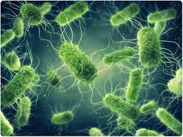 Salmonella bacteria typically live in animal and human intestines and are shed through feces. Salmonella Sources Of Infection