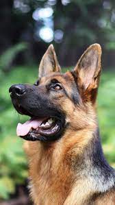 Animal German Shepherd Dogs Blur Dog 1080x1920 Mobile Wallpaper German Shepherd Dogs German Shepherd Puppies Shepherd Puppies